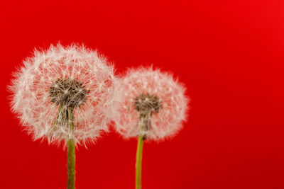 Close-up of dandelion against red background