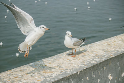 Seagulls on retaining wall