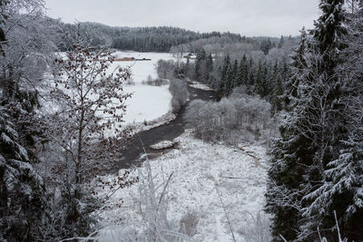 High angle view of river amidst trees in forest