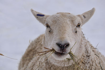 Close-up of an animal