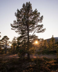 Trees on field against sky at sunset