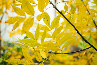 Close-up of yellow maple leaves