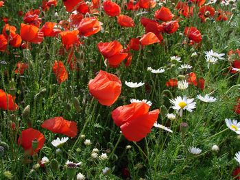 High angle view of red poppy flowers on field