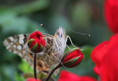 Close-up of butterfly pollinating on red flower