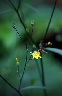 Close-up of white flowering plant