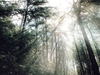 Low angle view of bamboo trees in forest
