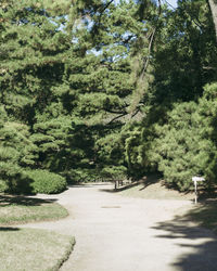 Road amidst trees in forest