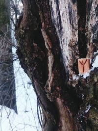 Close-up of tree trunk