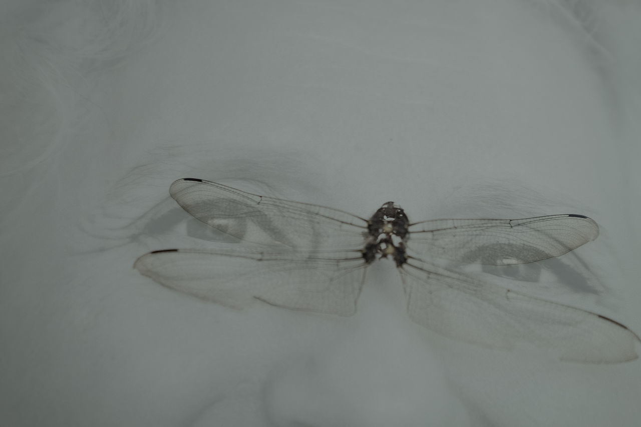 CLOSE-UP OF SPIDER ON WALL