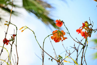 Low angle view of red flowering plants against sky