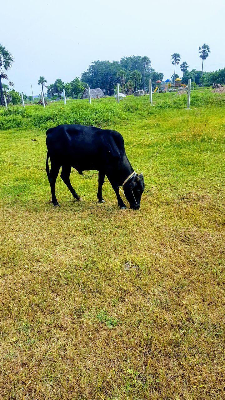 HORSES GRAZING IN A FIELD