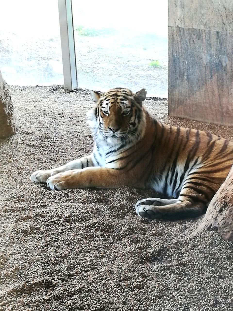 PORTRAIT OF TIGER SITTING BY WINDOW