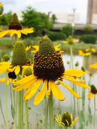 Close-up of sunflower