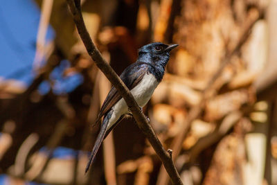 Close-up of bird perching on branch