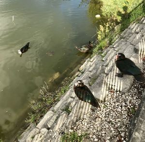 High angle view of bird perching on a lake