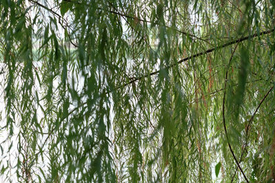 Low angle view of bamboo trees in forest