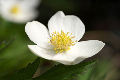 Close-up of white flowering plant