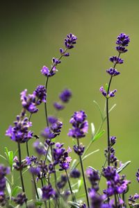 Close-up of purple flowering plants