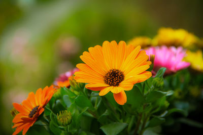 Close-up of orange flowering plants