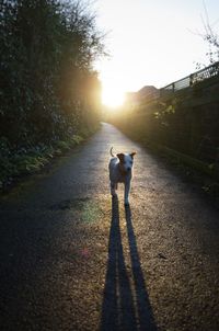 Rear view of man with dog on road