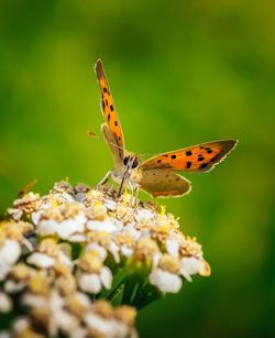 Close-up of butterfly pollinating on flower