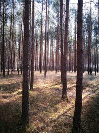 Trees in forest