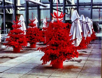 Close up of red flowers