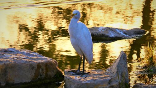 Bird perching on a lake