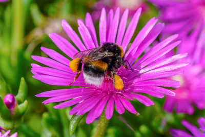 Close-up of bee pollinating on pink flower