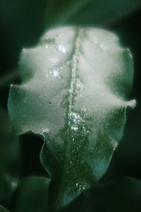 Close-up of water drops on flowering plant