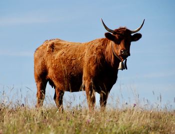 Cow standing on field against sky