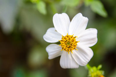 Close-up of white flower blooming outdoors