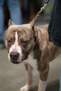 Close-up of a pitbull terrier on a leash