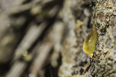 Close-up of sap on tree trunk