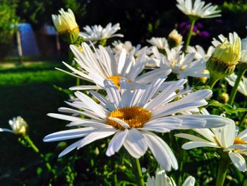 Close-up of white daisy flowers in park