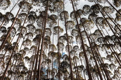 Low angle view of trees in forest during winter