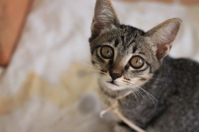 Close-up portrait of a cat