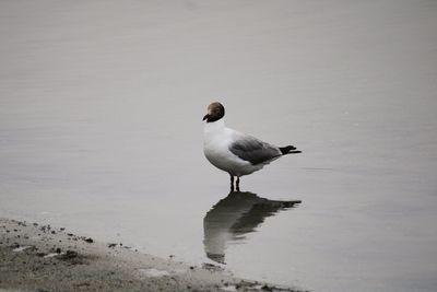 Seagull on a beach