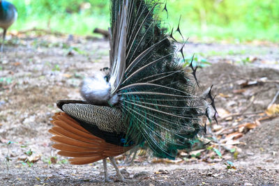 Close-up of peacock