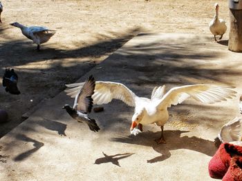 Flock of birds flying
