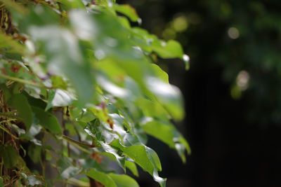 Close-up of fresh green plant