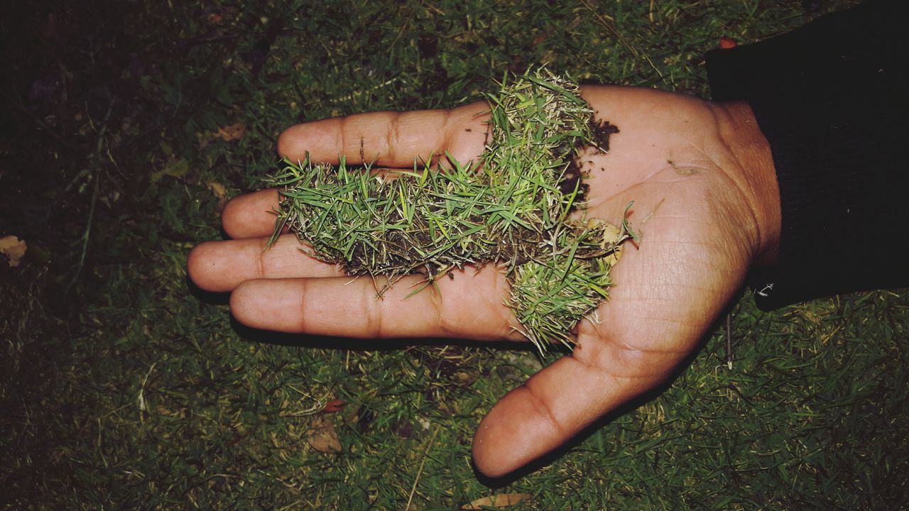 grass, one person, human body part, human hand, real people, high angle view, unrecognizable person, nature, field, day, outdoors, animal themes, low section, close-up, mammal, people