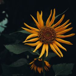 Close-up of sunflower blooming against black background