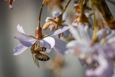 Close-up of bee pollinating on fresh purple flower