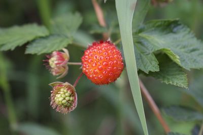 To eat or not to eat, salmon berries are some of my favourite while foraging in the woods.