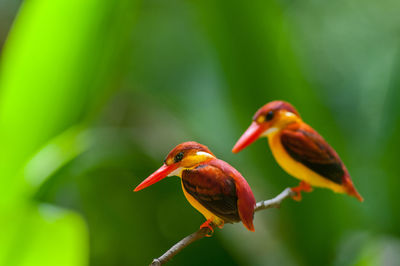 Close-up of birds perching on leaf