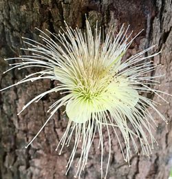 Close-up of white dandelion flower