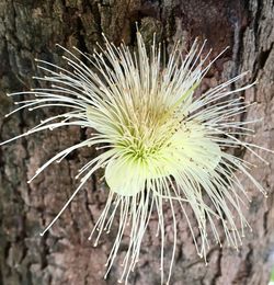 Close-up of white dandelion flower