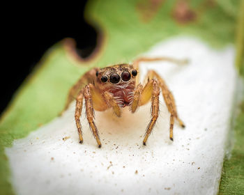 Close-up of spider