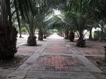 Footpath amidst trees in park